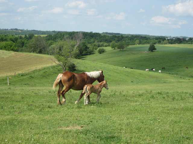 amish life