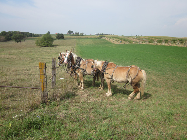 amish life